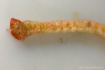 Notoproctus oculatus Notoproctus oculatus
