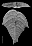 Bolivinella folium