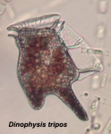 Dinophysis tripos Dinophysis tripos
