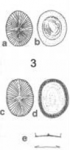 Prymnesium parvum Prymnesium parvum