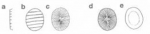 Prymnesium zebrinum Prymnesium zebrinum