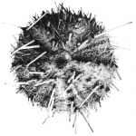 Echinus multidentatus H.L. Clark, 1925, holotype, aboral view Echinus multidentatus H.L. Clark, 1925, holotype, aboral view
