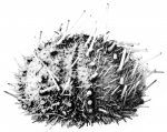 Echinus multidentatus H.L. Clark, 1925, holotype, aboral view Echinus multidentatus H.L. Clark, 1925, holotype, aboral view