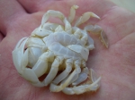 Liocarcinus holsatus (Fabricius, 1798) 