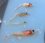 Krill and other zooplankton