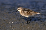 Kleine strandloper