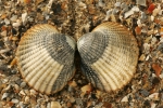 Shells cockle