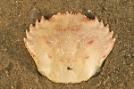 Strandkrab