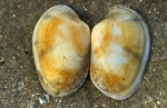 Tapijtschelp