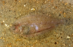 Schurftvis Schurftvis