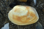 Tapijtschelp