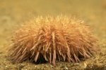 Psammechinus miliaris on seabed Psammechinus miliaris on seabed
