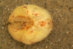 Echinocardium sp. Echinocardium sp.