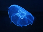 Aurelia aurita Linnaeus, 1758 Aurelia aurita Linnaeus, 1758