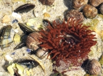 Actinia equina Linnaeus, 1758