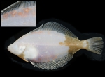 Stephanostomum baccatum (Nicoll, 1907) Manter, 1934 Stephanostomum baccatum (Nicoll, 1907) Manter, 1934