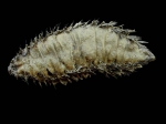 Aphrodita aculeata Linnaeus, 1761 Aphrodita aculeata Linnaeus, 1761