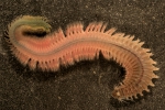 Alitta succinea (Frey & Leuckart, 1847) Alitta succinea (Frey & Leuckart, 1847)
