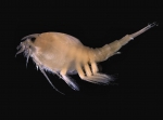Nebalia bipes (Fabricius, 1780) 