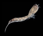Vaunthompsonia cristata (Bate, 1858) Vaunthompsonia cristata (Bate, 1858)