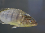 Anilocra capensis Leach, 1818 & Lithognathus aureti Smith, 1962 