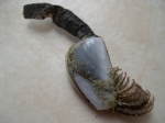 Crustacea (crustaceans)