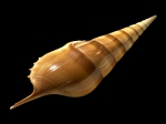 Tibia insulaechorab Röding, 1798 