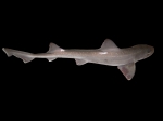 Mustelus asterias Cloquet, 1821 