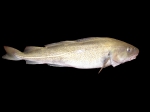 Gadus morhua Linnaeus, 1758 