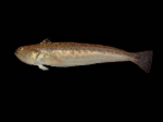 Trachinus draco Linnaeus, 1758 