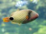Balistapus undulatus (Park, 1797) 