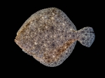 Psetta maxima (Linnaeus, 1758) Psetta maxima (Linnaeus, 1758)