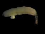 Tanaidacea