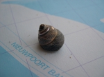 Gibbula umbilicalis (da Costa, 1778) 