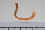Branchiomma infarctum - small 1 Branchiomma infarctum - small 1