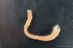 Branchiomma infarctum - small 2 Branchiomma infarctum - small 2