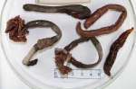 Branchiomma - large Branchiomma - large