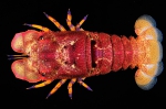 Scyllarides squammosus Scyllarides squammosus