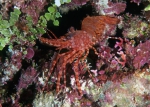 Saron "marmoratus" (a species complex) Saron "marmoratus" (a species complex)