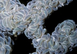 Euphyllia ancora Euphyllia ancora