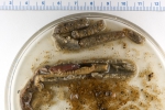 Two polychaetes in a tube Two polychaetes in a tube