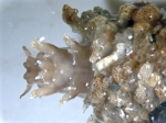 Nothria in tube - ventral view Nothria in tube - ventral view