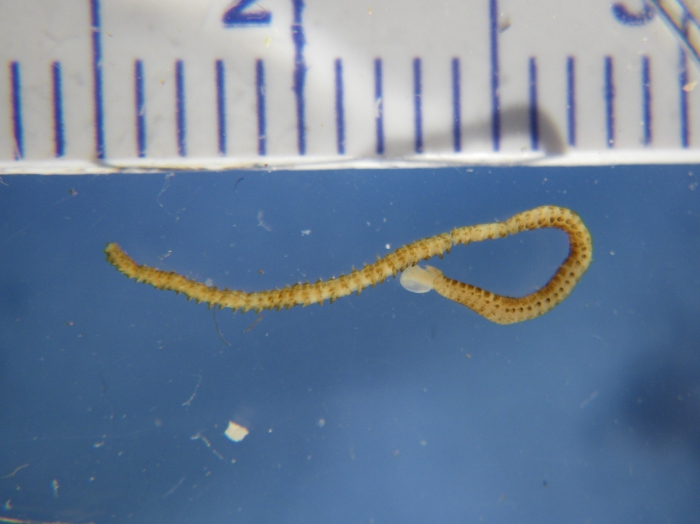 Single worms