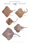 Five skate species of the St. Lawrence
