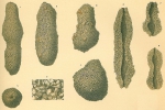 Astrorhiza crassatina