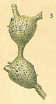 Aschemonella catenata