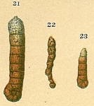Ammobaculites filiformis
