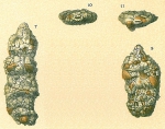 Ammobaculites sp.nov.