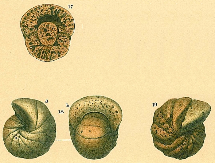 Cyclammina rotundidorsata Cyclammina rotundidorsata
