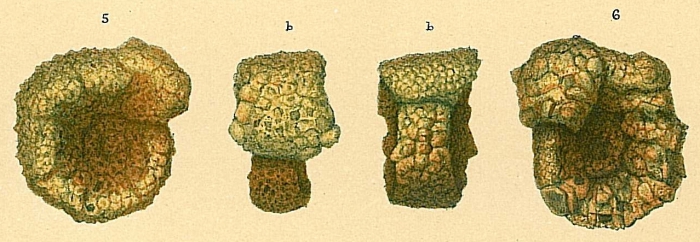 Evolutinella rotulata Evolutinella rotulata